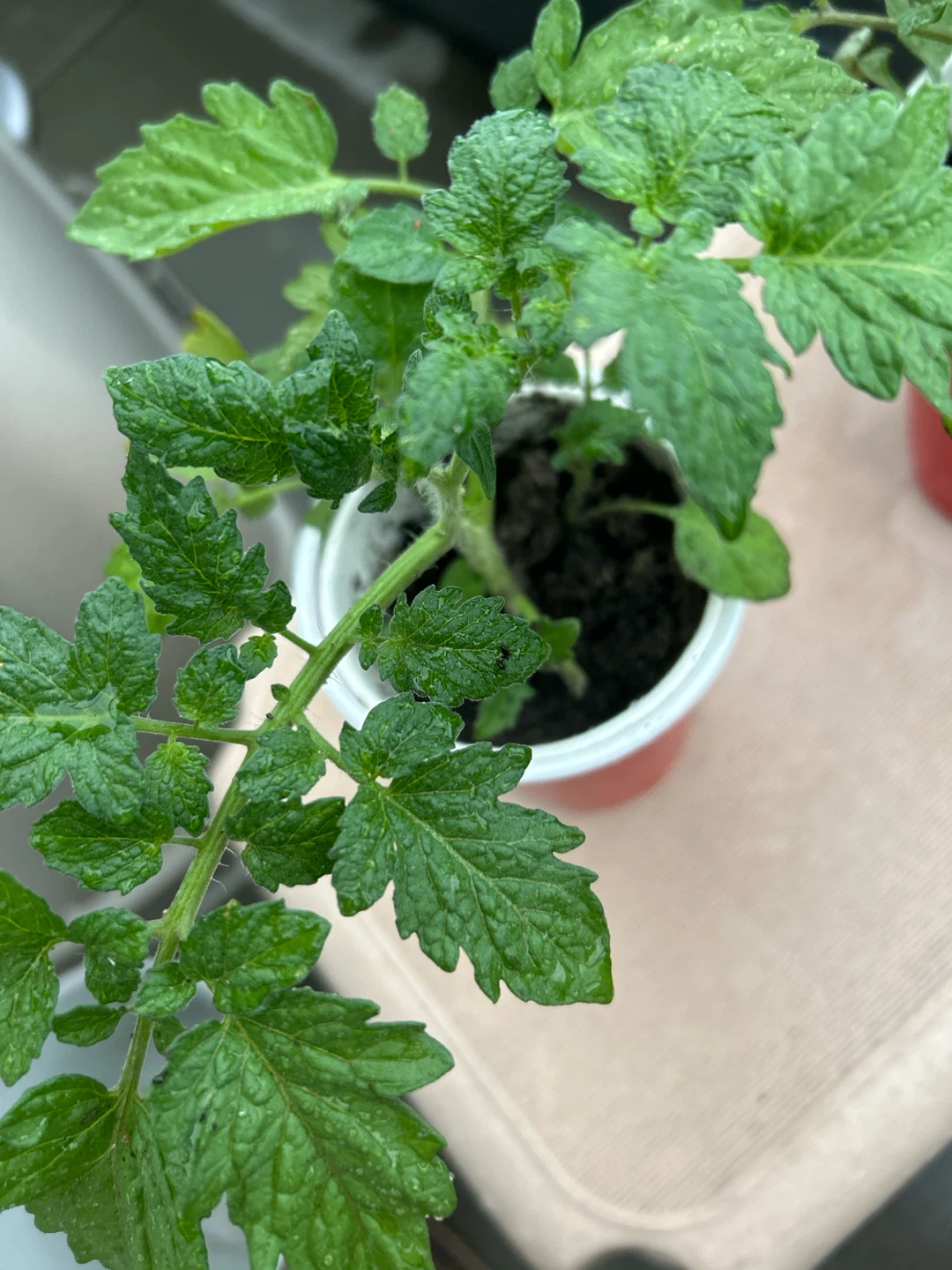 healthy Tomato Plants-1$ each - photo 2