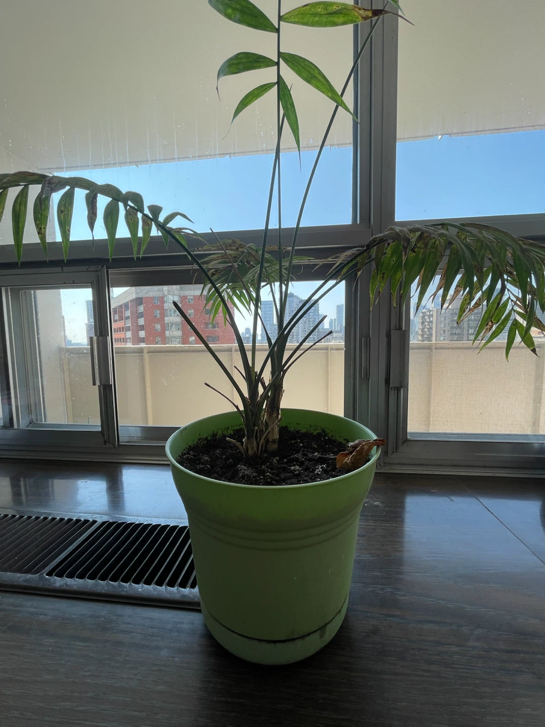 Potted Parlor Palm Plant