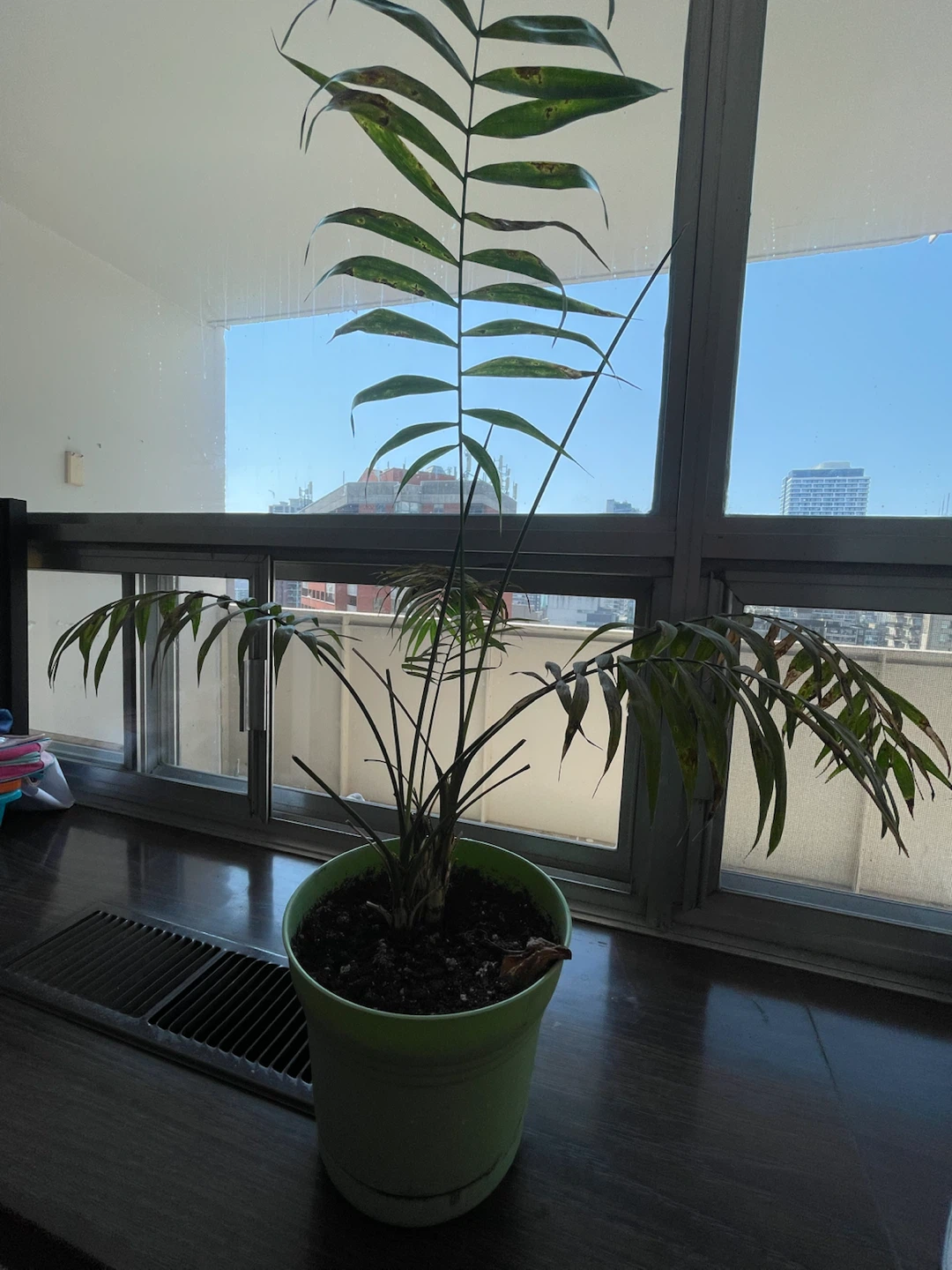 Potted Parlor Palm Plant - photo 2