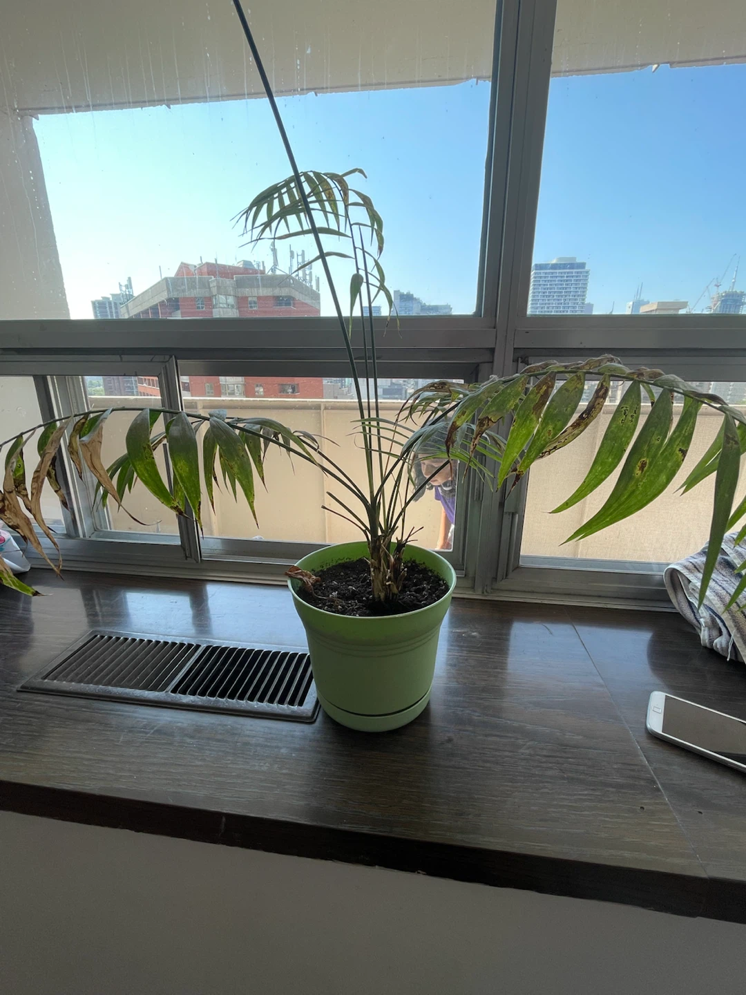 Potted Parlor Palm Plant - photo 3