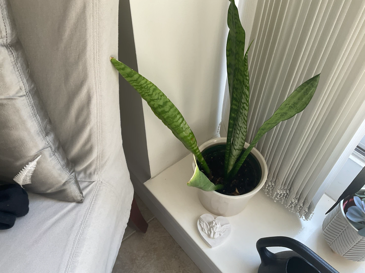 Snake Plant alias Mother in laws tongue (Dracena)