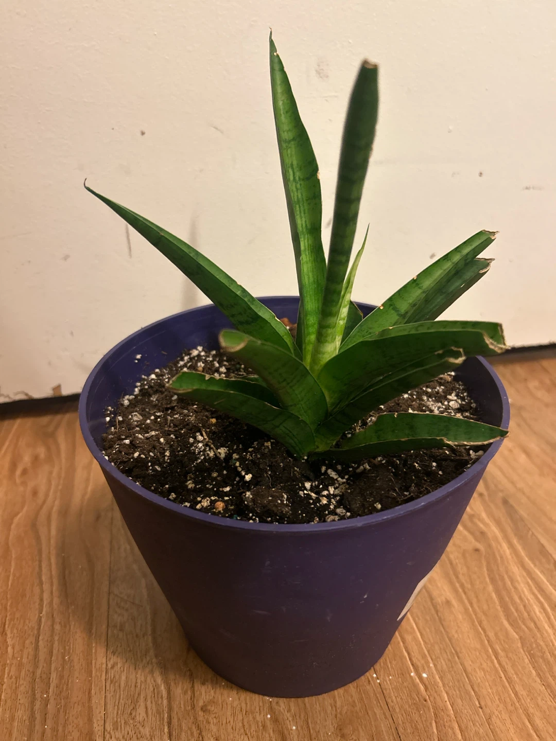 Snake Plant in Purple Pot