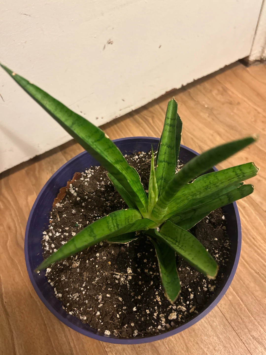 Snake Plant in Purple Pot - photo 2