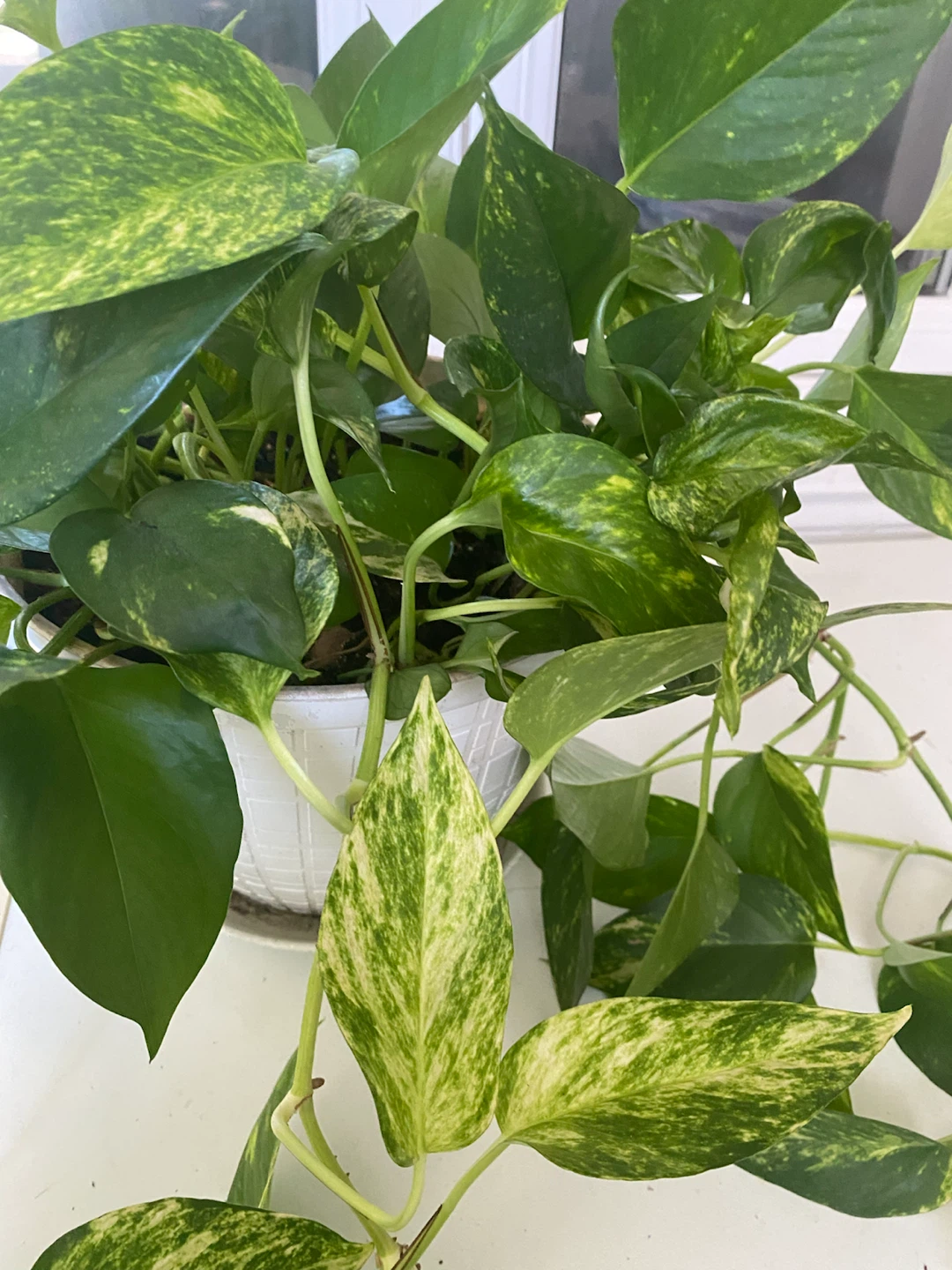 Money Can Plant - photo 3