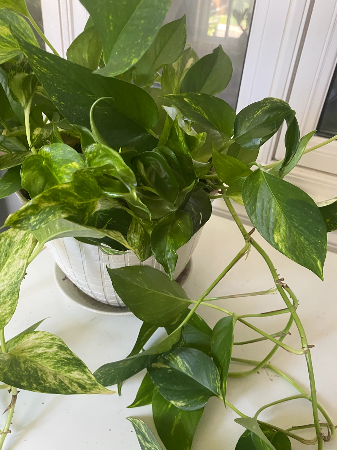 Money Can Plant - photo 5