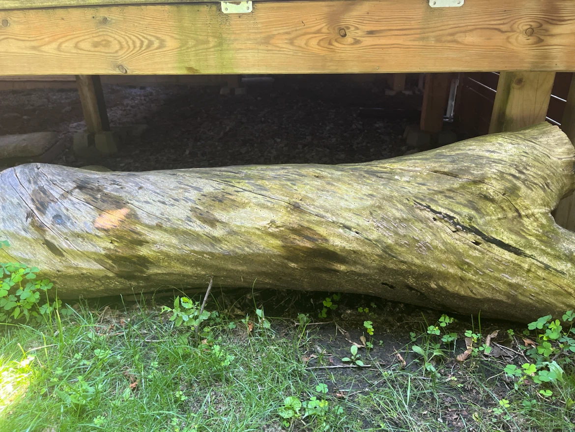 Large log pieces for garden decor - photo 2