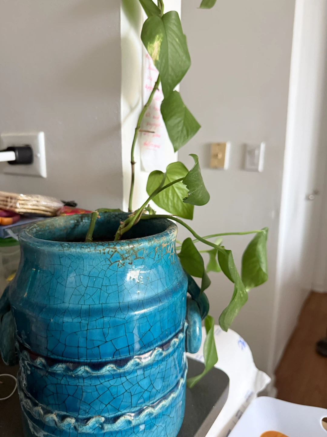 14-15 Flower pots with free plants