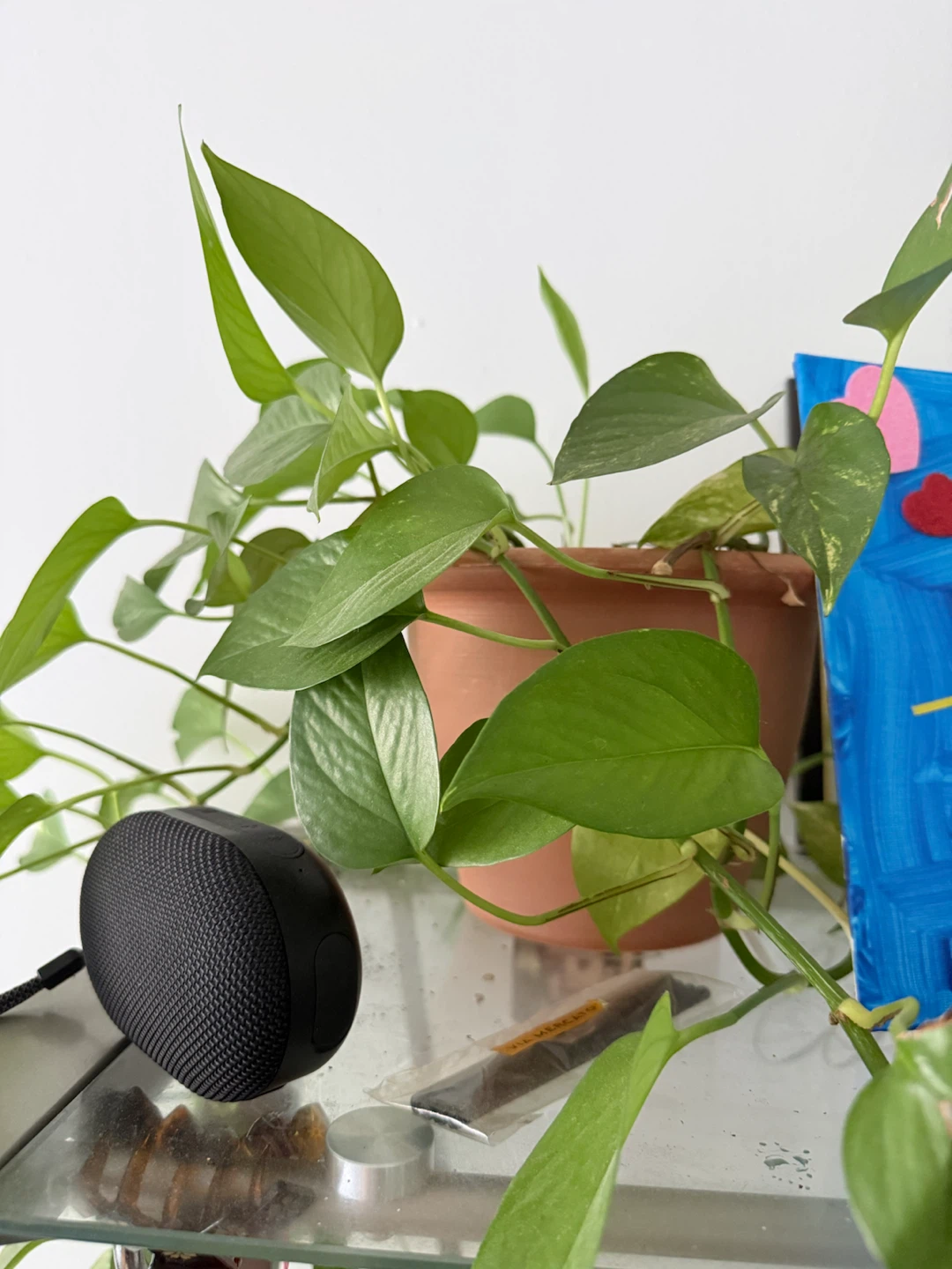14-15 Flower pots with free plants - photo 3