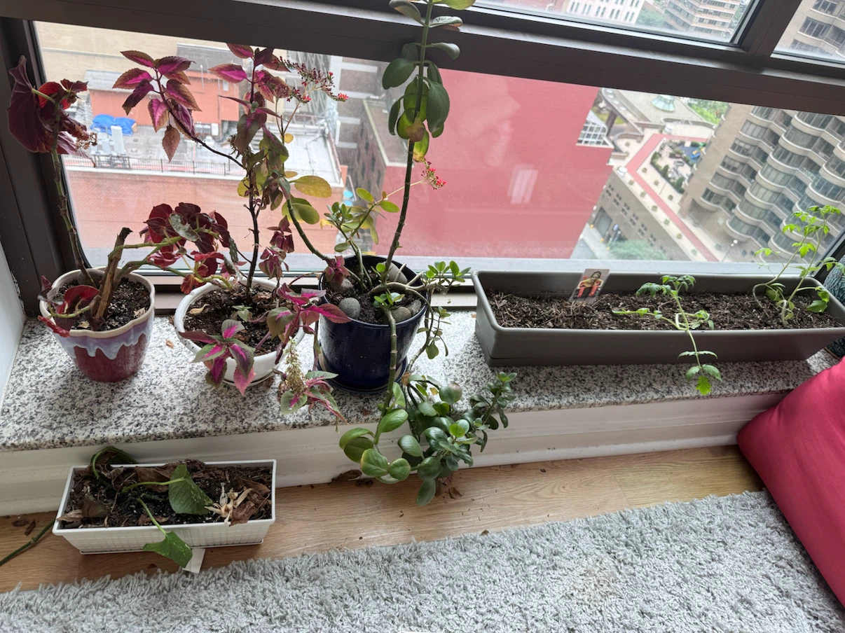 14-15 Flower pots with free plants - photo 4