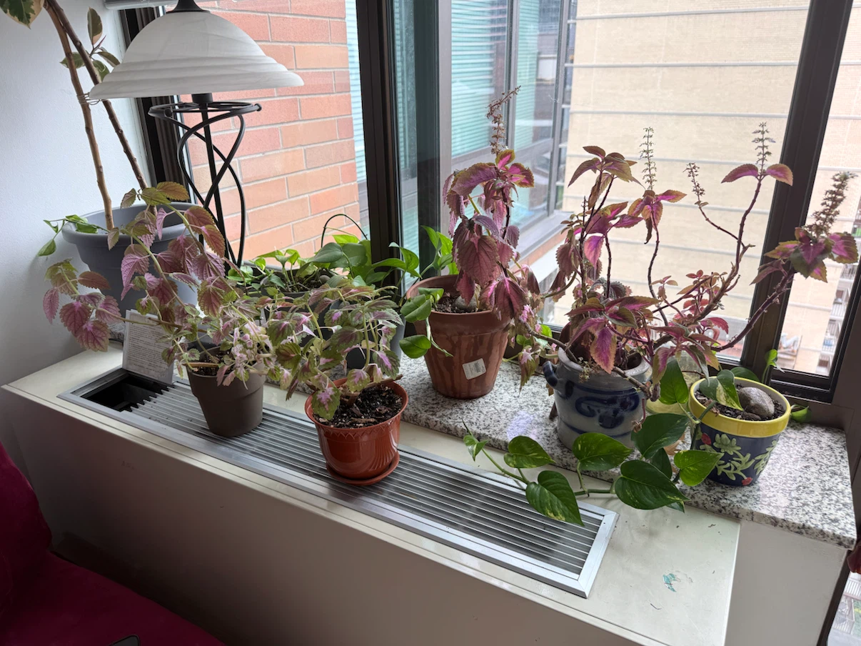 14-15 Flower pots with free plants - photo 5