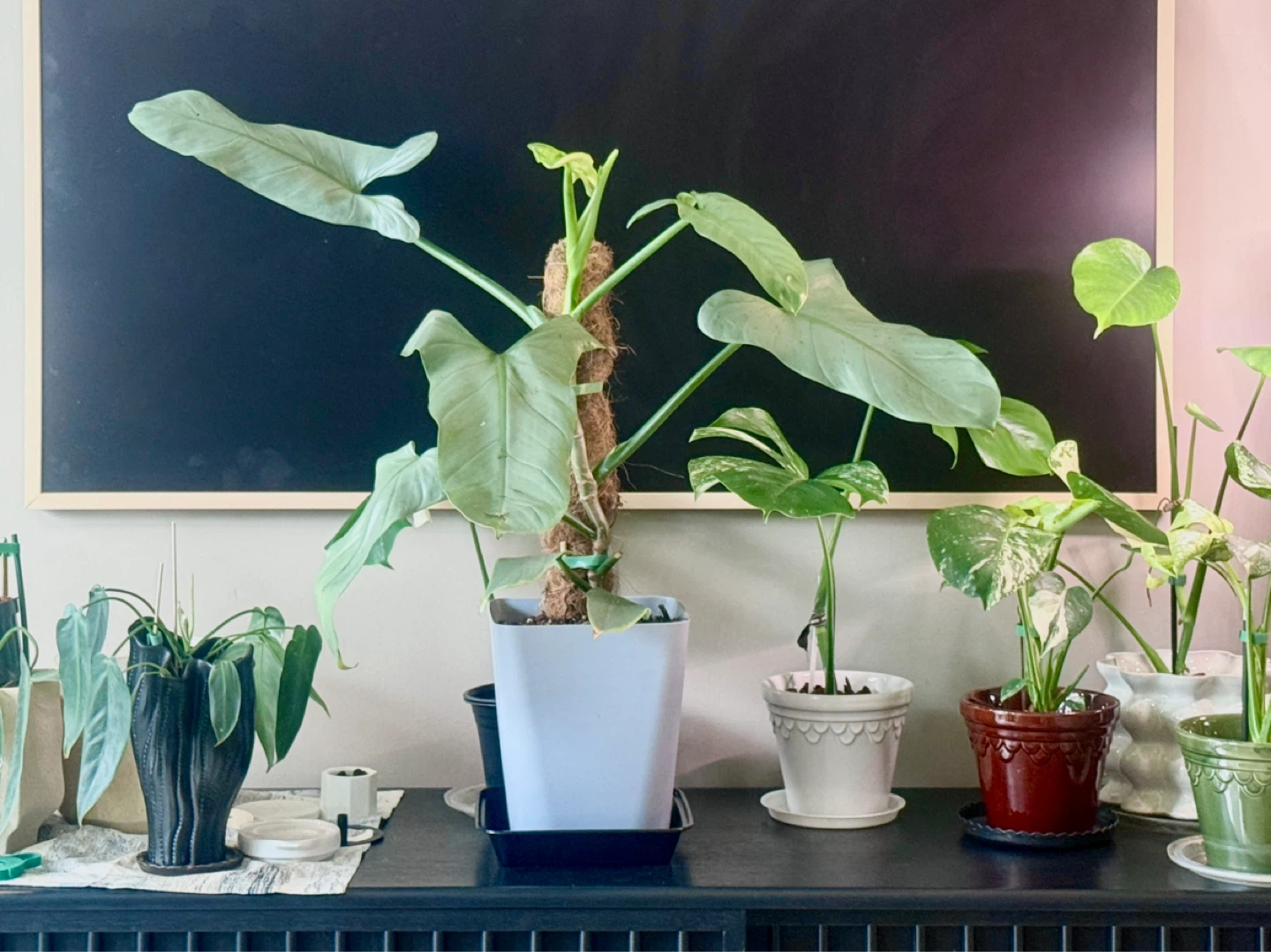Large size Philodendron Silver Sword with flower buds