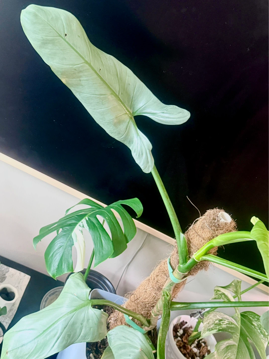 Large size Philodendron Silver Sword with flower buds - photo 4