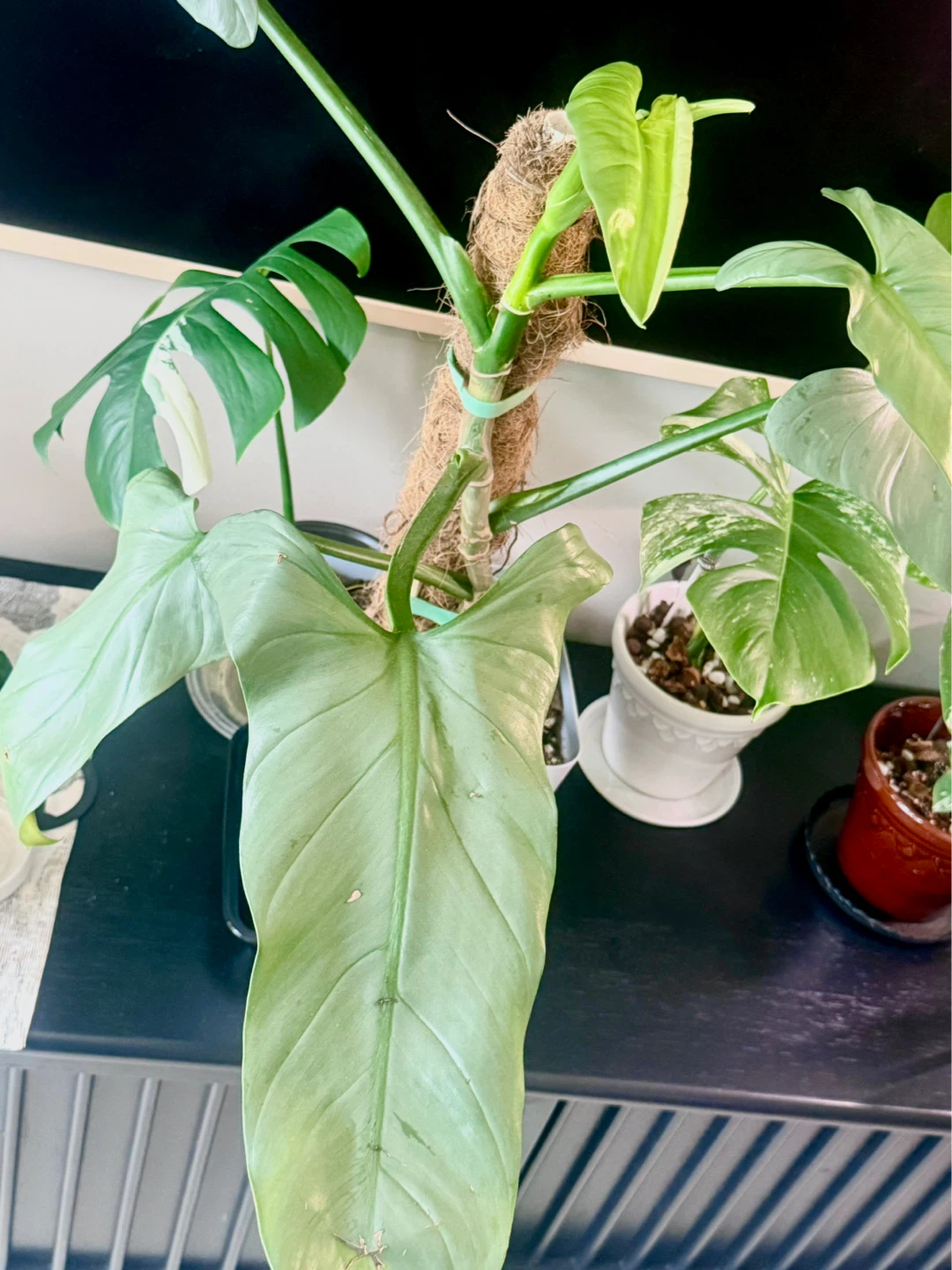 Large size Philodendron Silver Sword with flower buds - photo 5