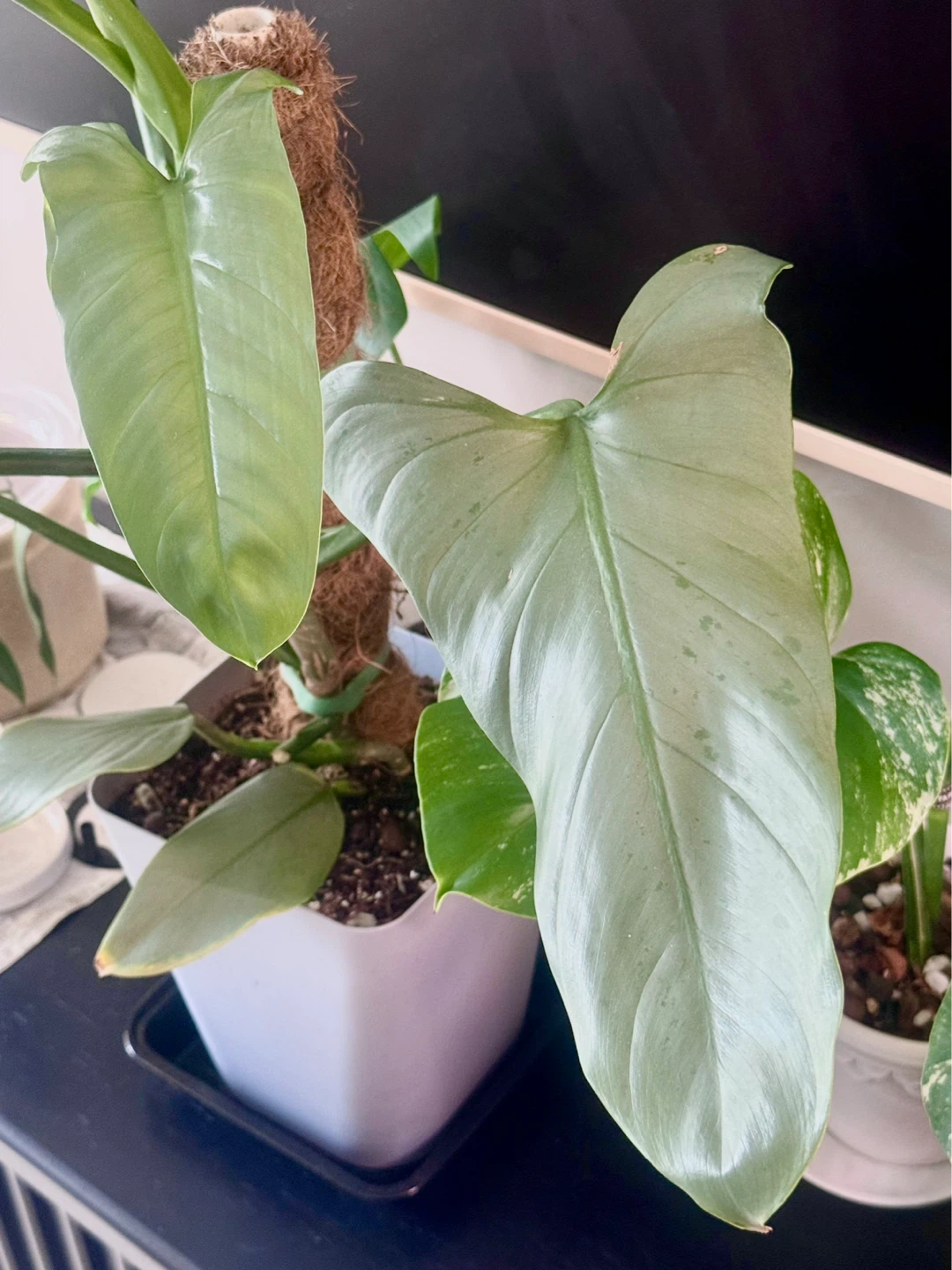 Large size Philodendron Silver Sword with flower buds - photo 3