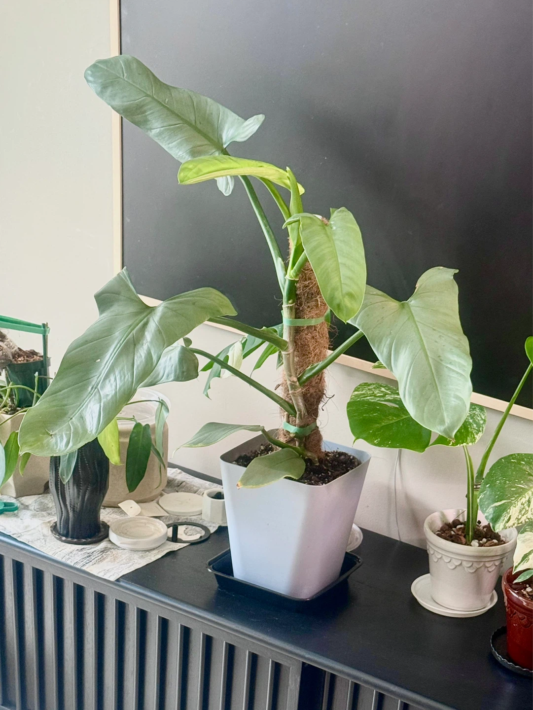 Large size Philodendron Silver Sword with flower buds - photo 2