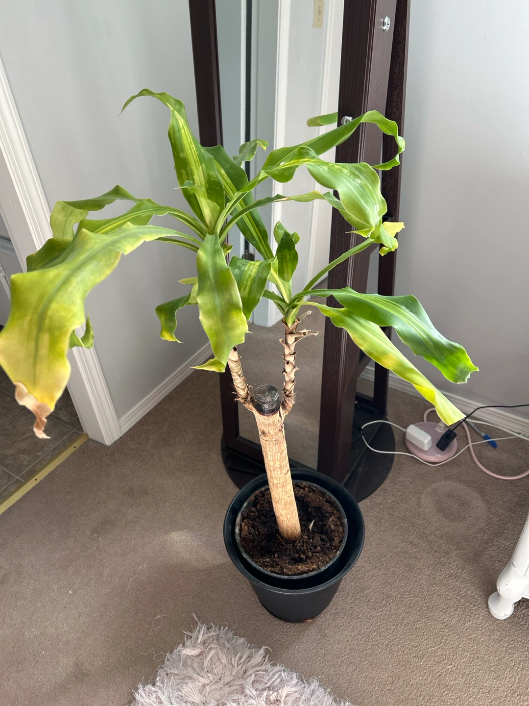 Plant