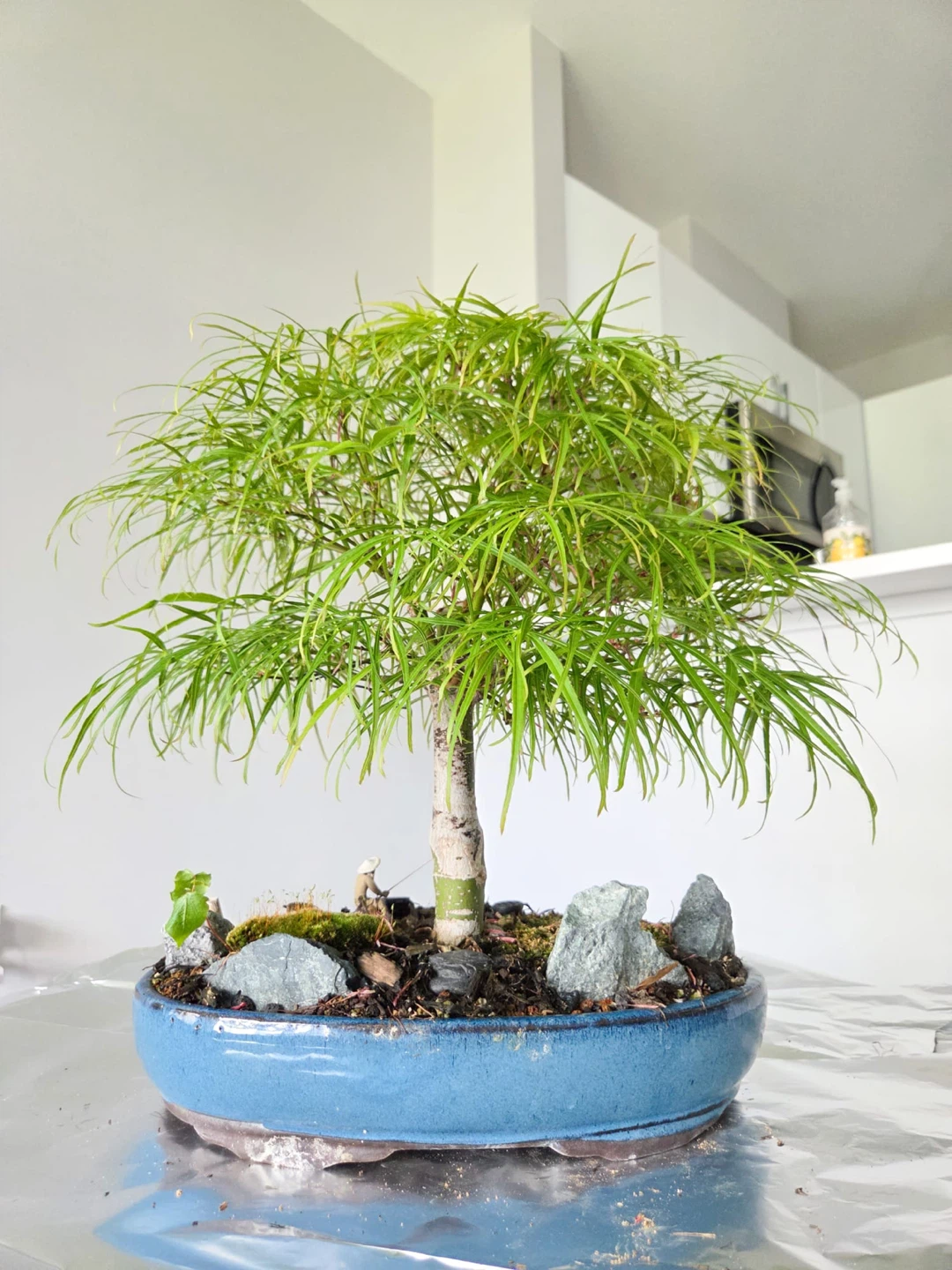 Japanese maple scolopendrifolium Bonsai Tree in Blue Ceramic Pot