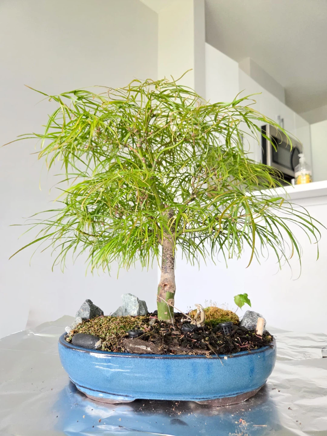 Japanese maple scolopendrifolium Bonsai Tree in Blue Ceramic Pot - photo 2