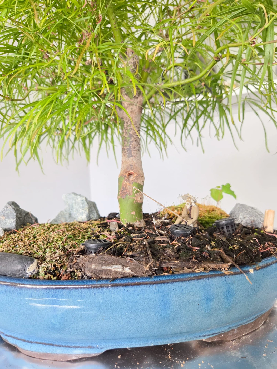 Japanese maple scolopendrifolium Bonsai Tree in Blue Ceramic Pot - photo 3
