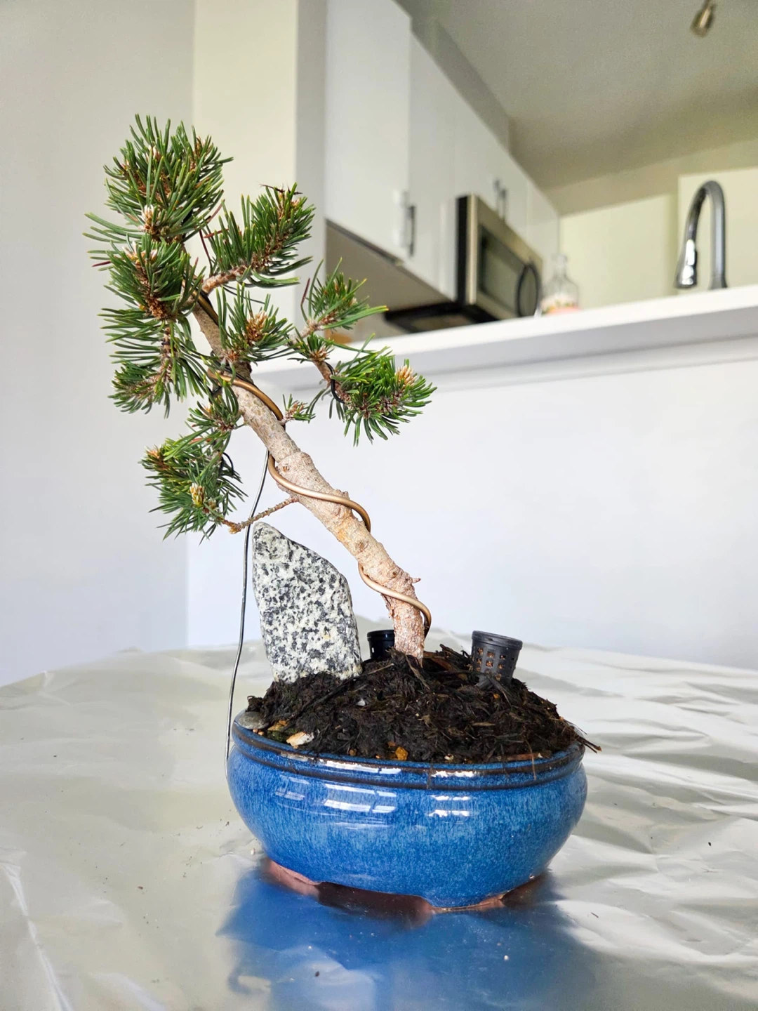 Mugo pine Bonsai Tree in Blue Pot
