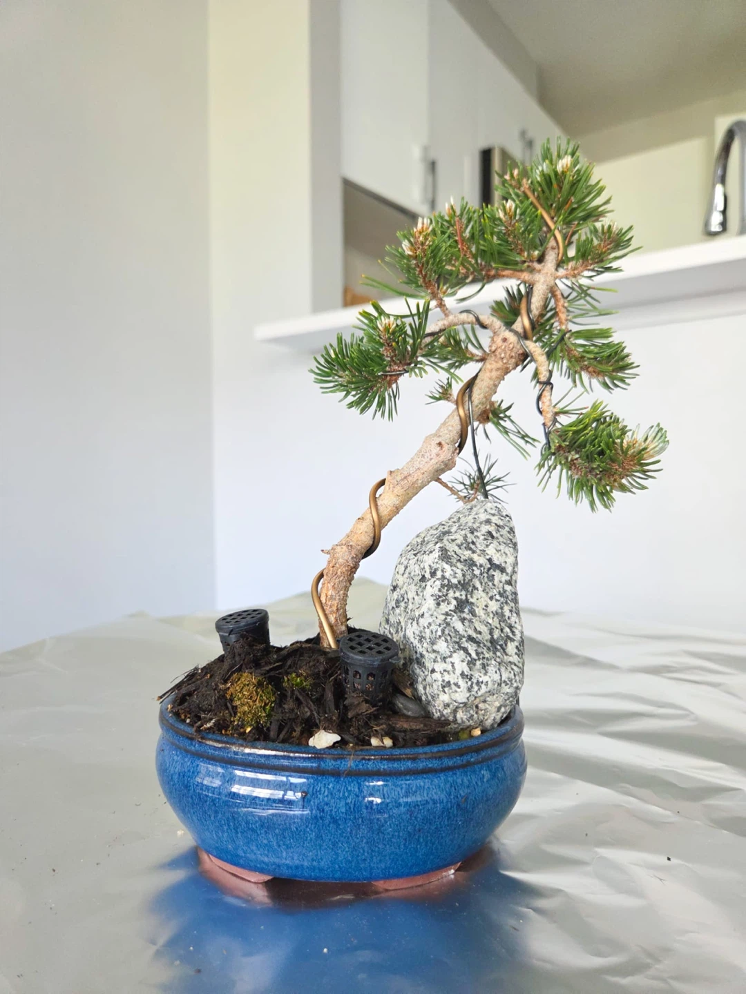 Mugo pine Bonsai Tree in Blue Pot - photo 2