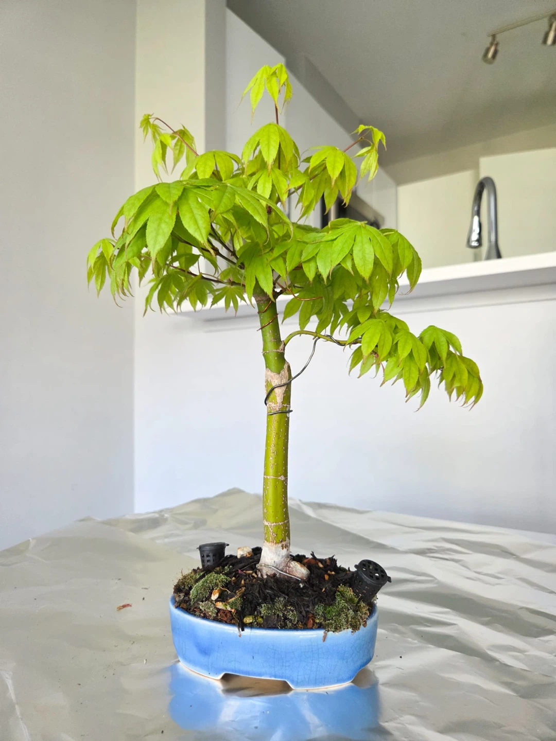 Japanese Maple autumn harvest Bonsai Tree