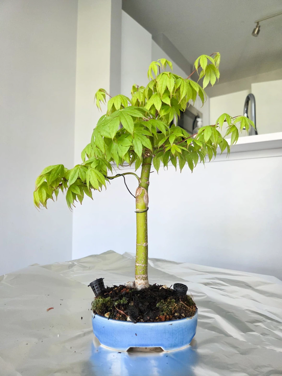 Japanese Maple autumn harvest Bonsai Tree - photo 2