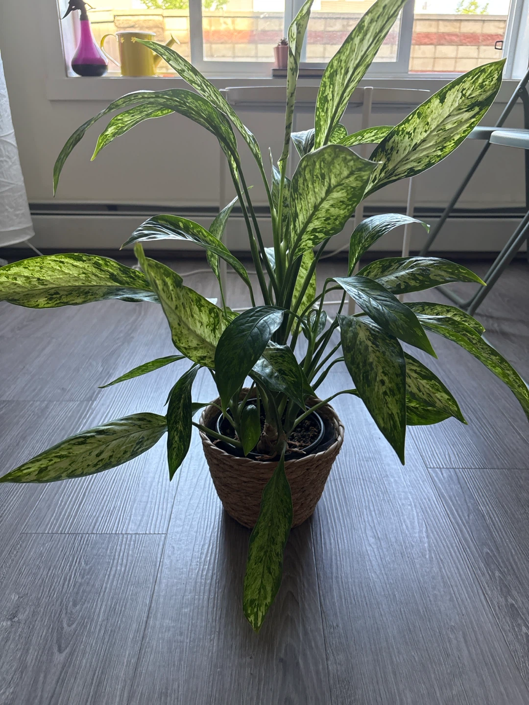 Spotted Dumb Cane Plant in Woven Pot