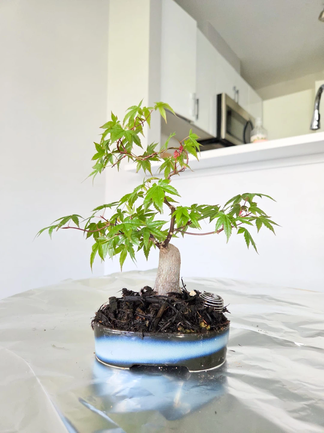 Japanese Maple Bonsai Tree