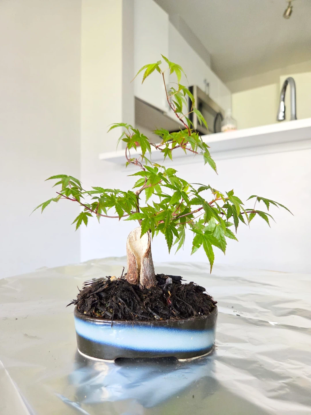 Japanese Maple Bonsai Tree - photo 2