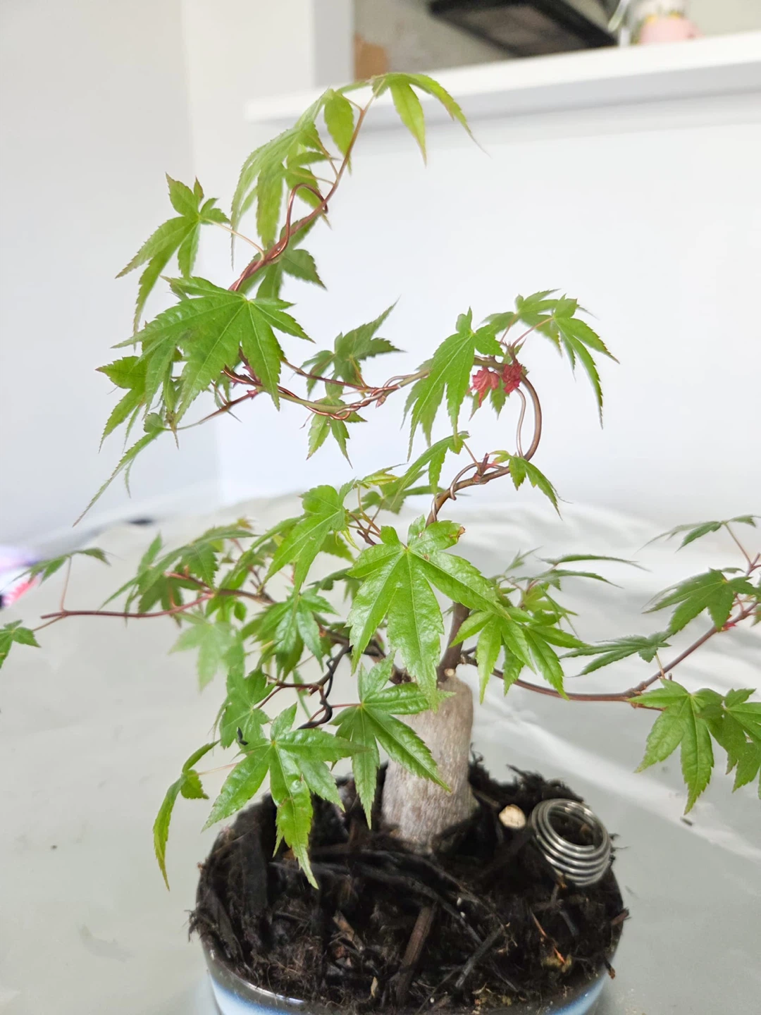 Japanese Maple Bonsai Tree - photo 3