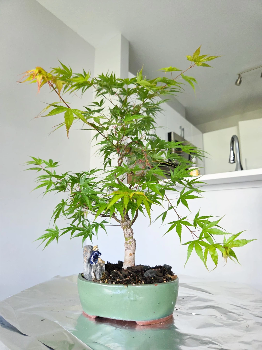Arakawa bark Japanese Maple Bonsai Tree