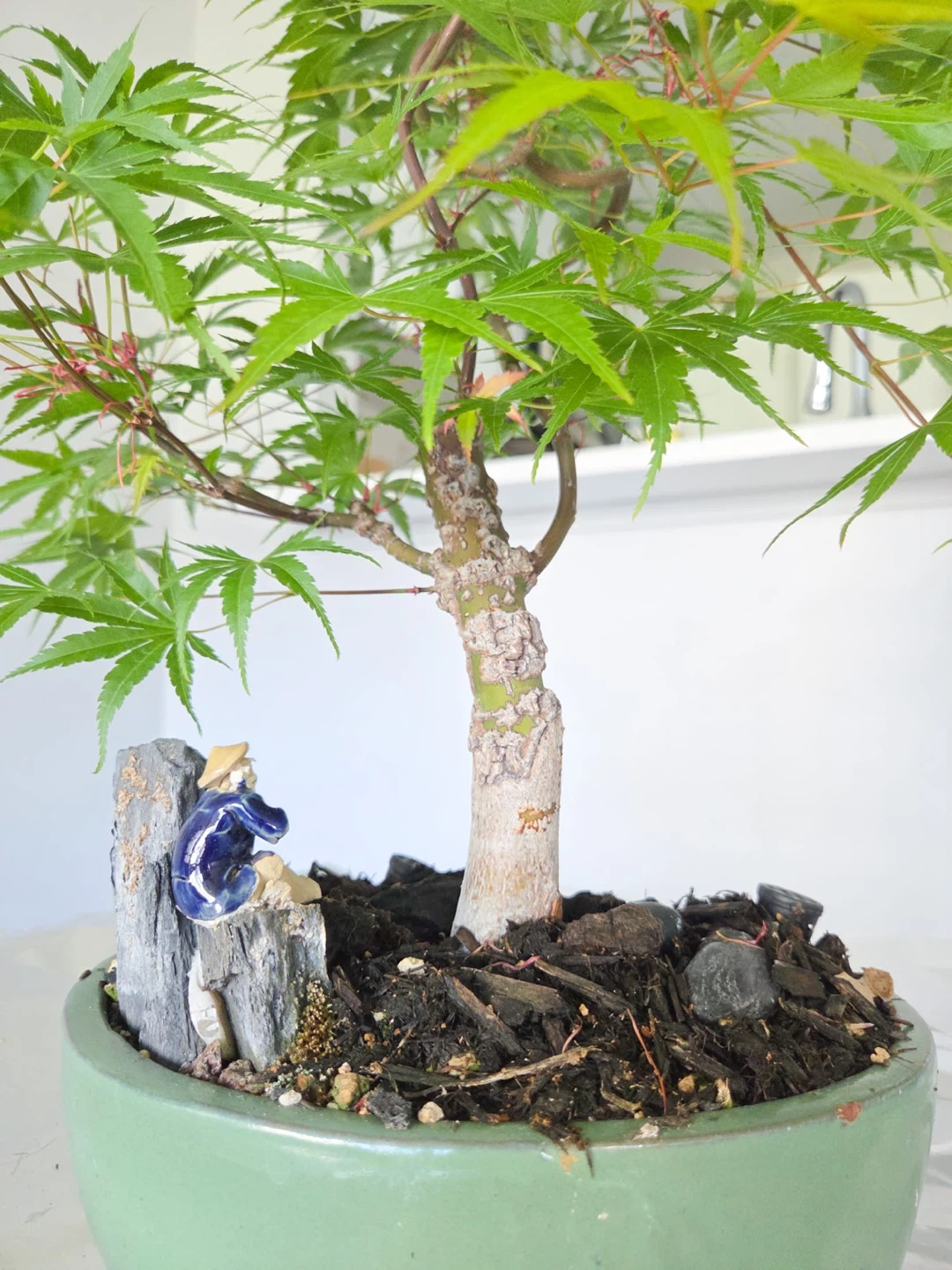 Arakawa bark Japanese Maple Bonsai Tree - photo 2
