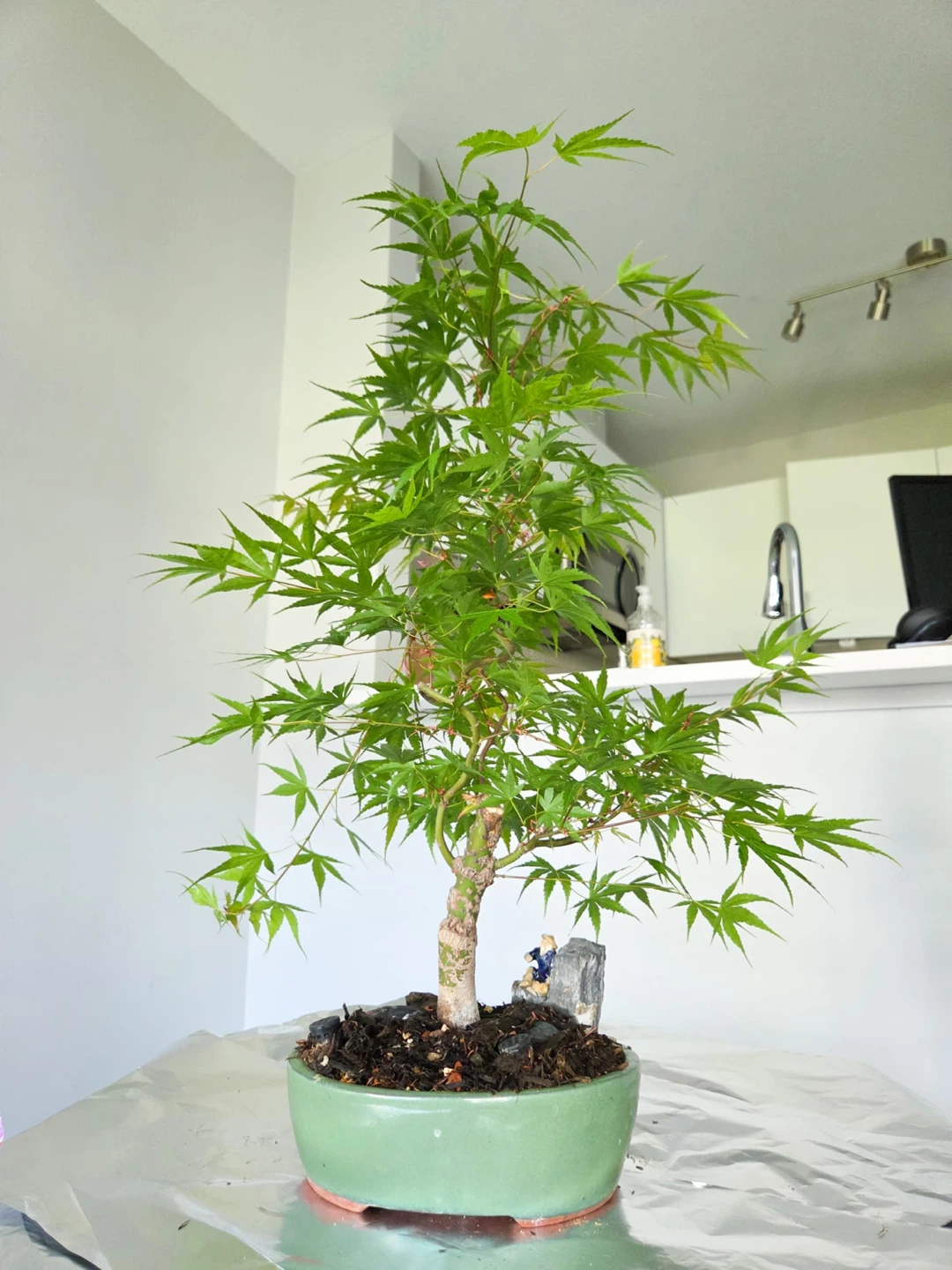 Arakawa bark Japanese Maple Bonsai Tree - photo 3