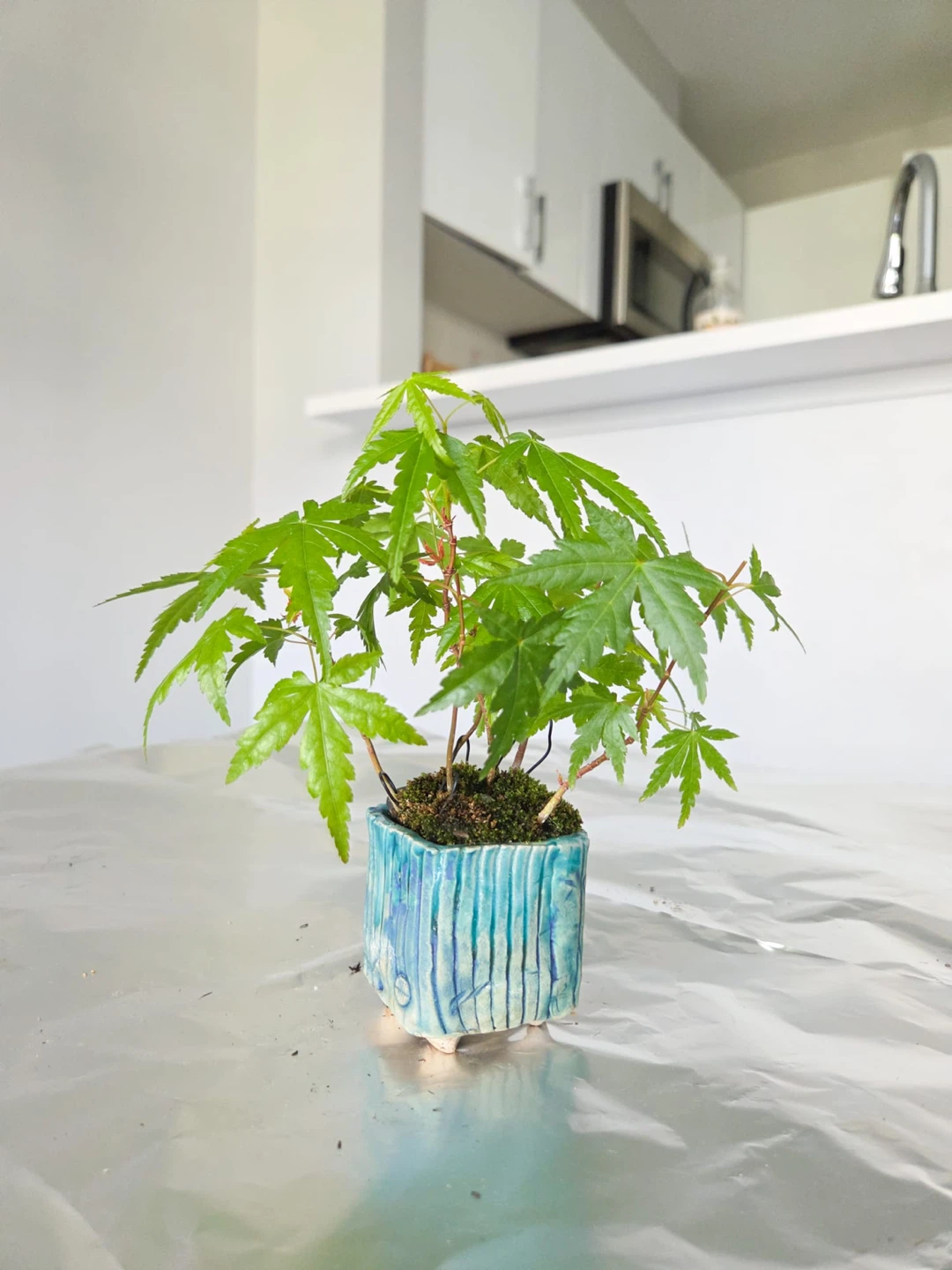 Mini Japanese Maple Bonsai Tree