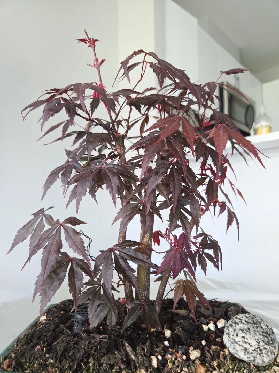 Japanese Maple Atropurpureum Bonsai Tree