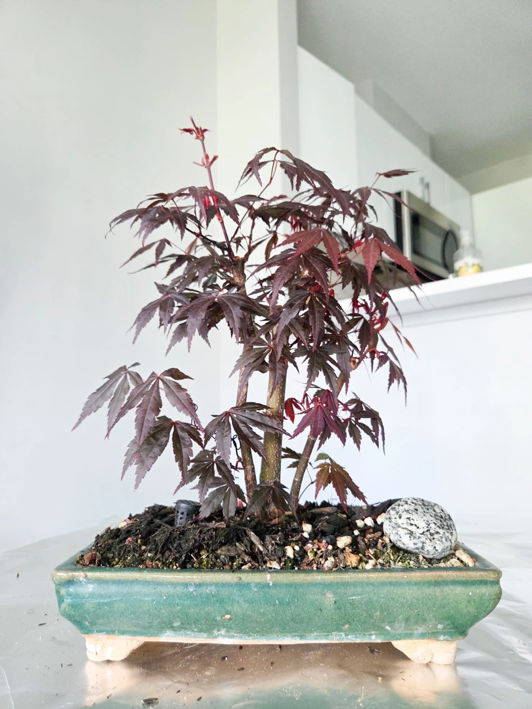 Japanese Maple Atropurpureum Bonsai Tree - photo 2