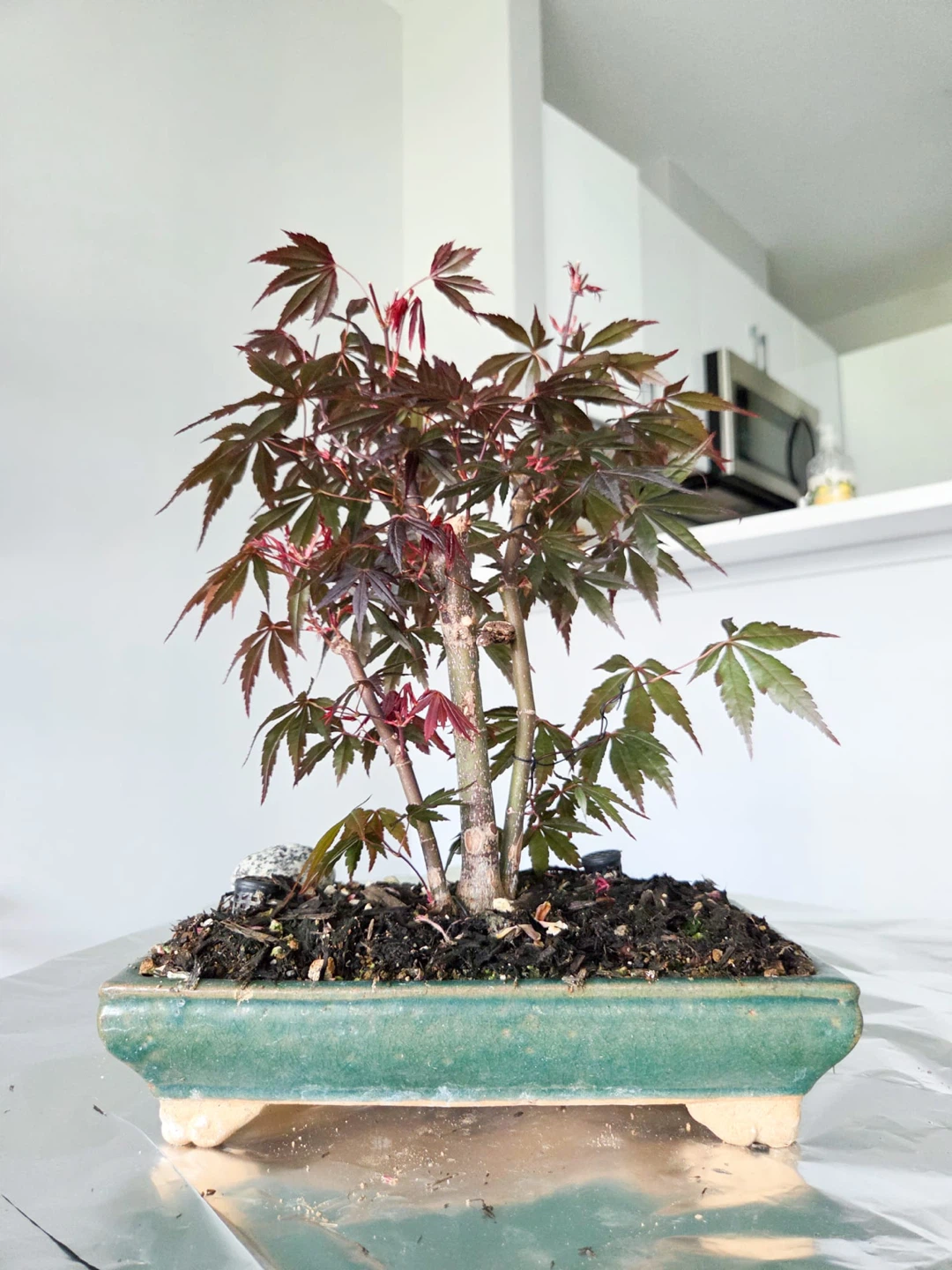 Japanese Maple Atropurpureum Bonsai Tree - photo 3