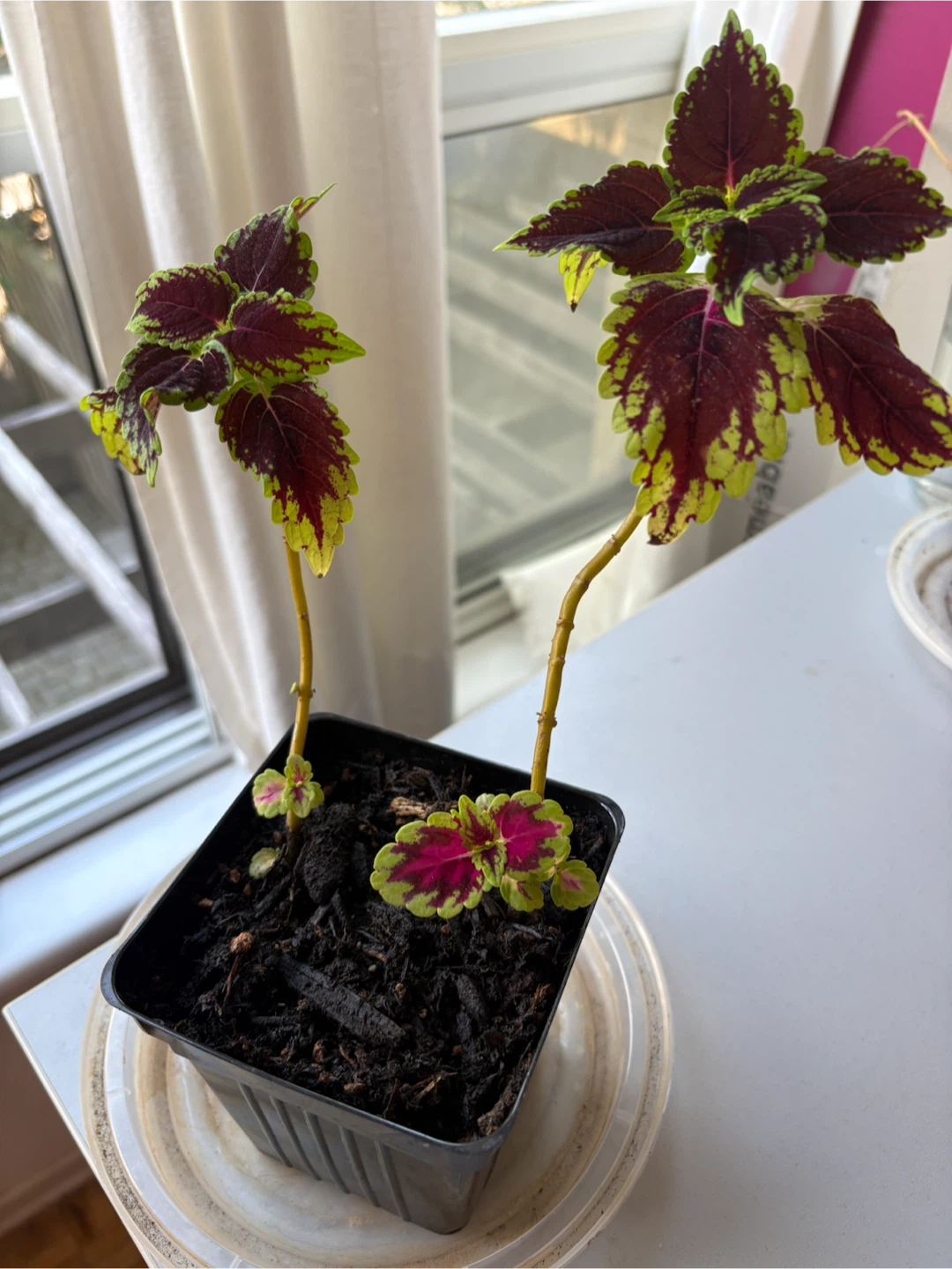 Two Coleus stems ina 3.5 inch pot
