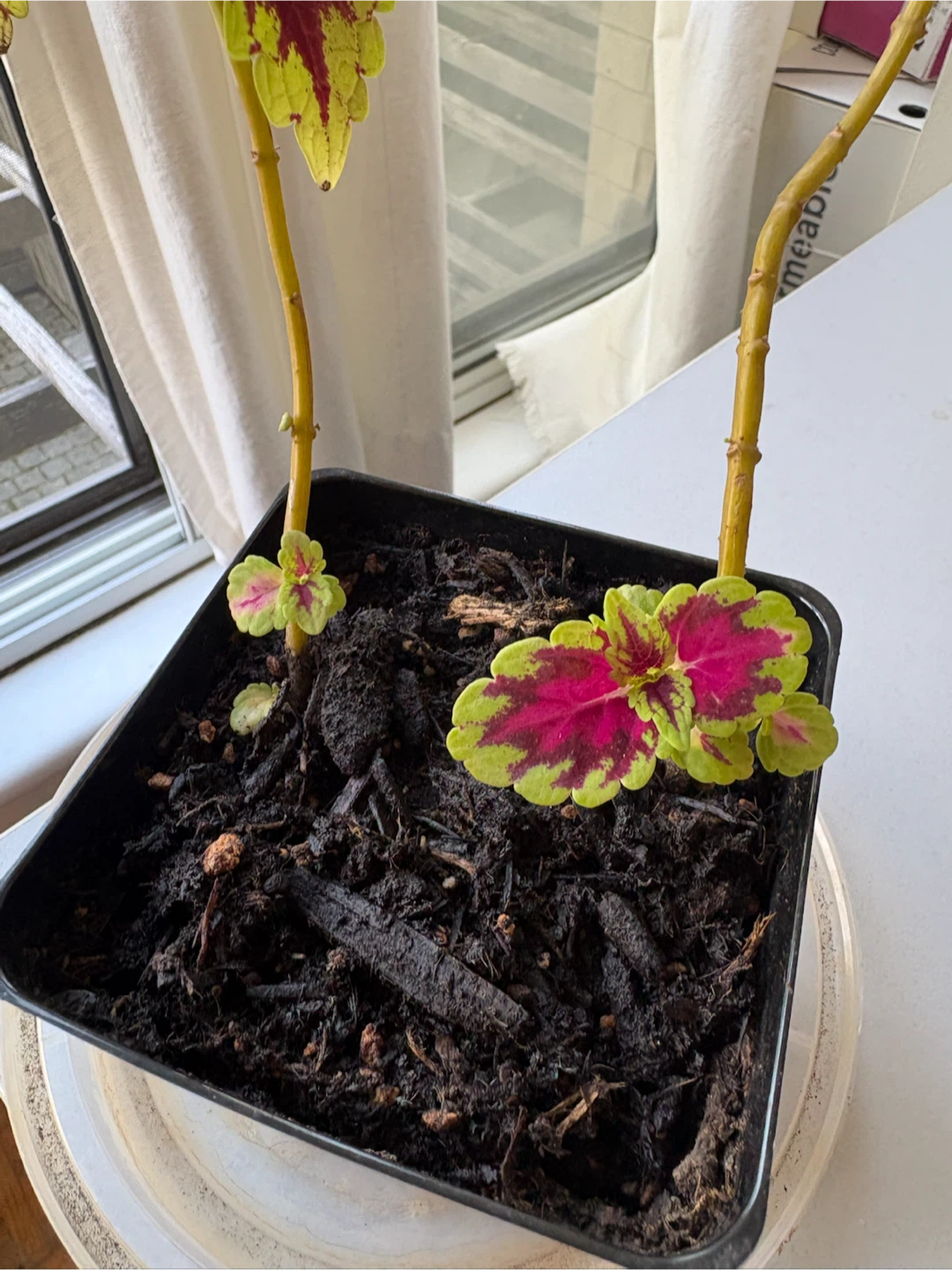 Two Coleus stems ina 3.5 inch pot - photo 2