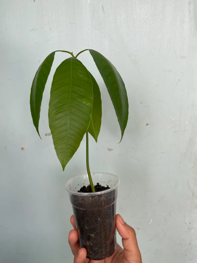 Árbol de mango / Mango tree - photo 2