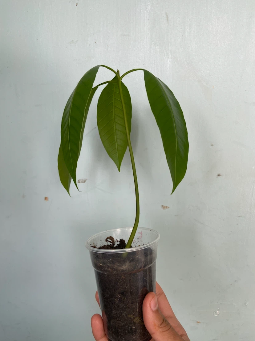 Árbol de mango / Mango tree - photo 3