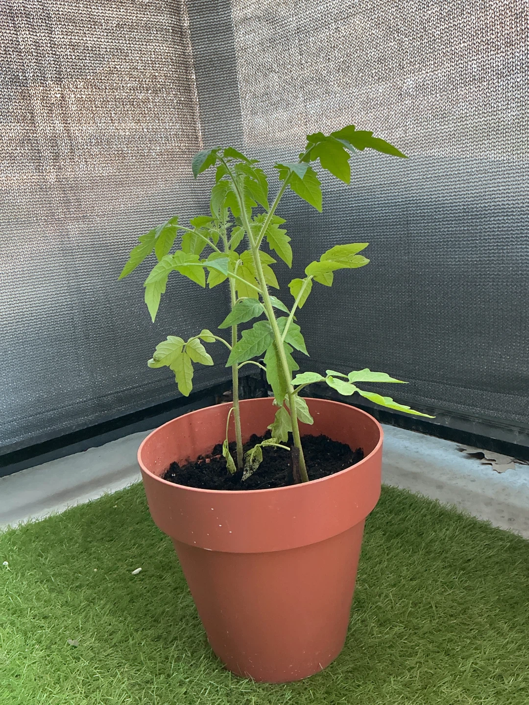 Healthy 2-Month-Old Tomato Plants (2 in 1 pot)