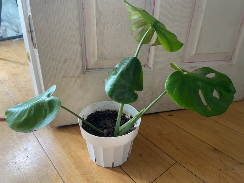 Monstera Deliciosa Plant