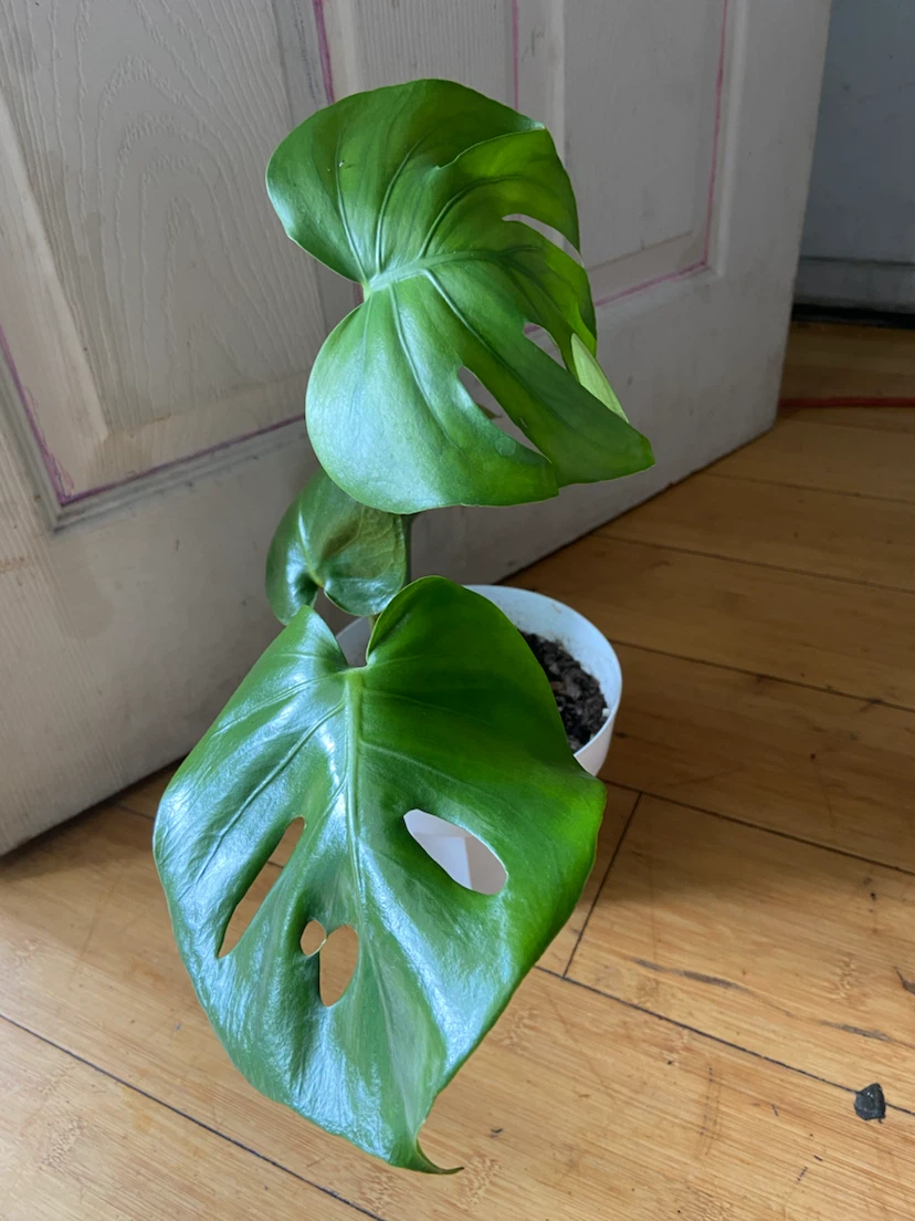 Monstera Deliciosa Plant - photo 2