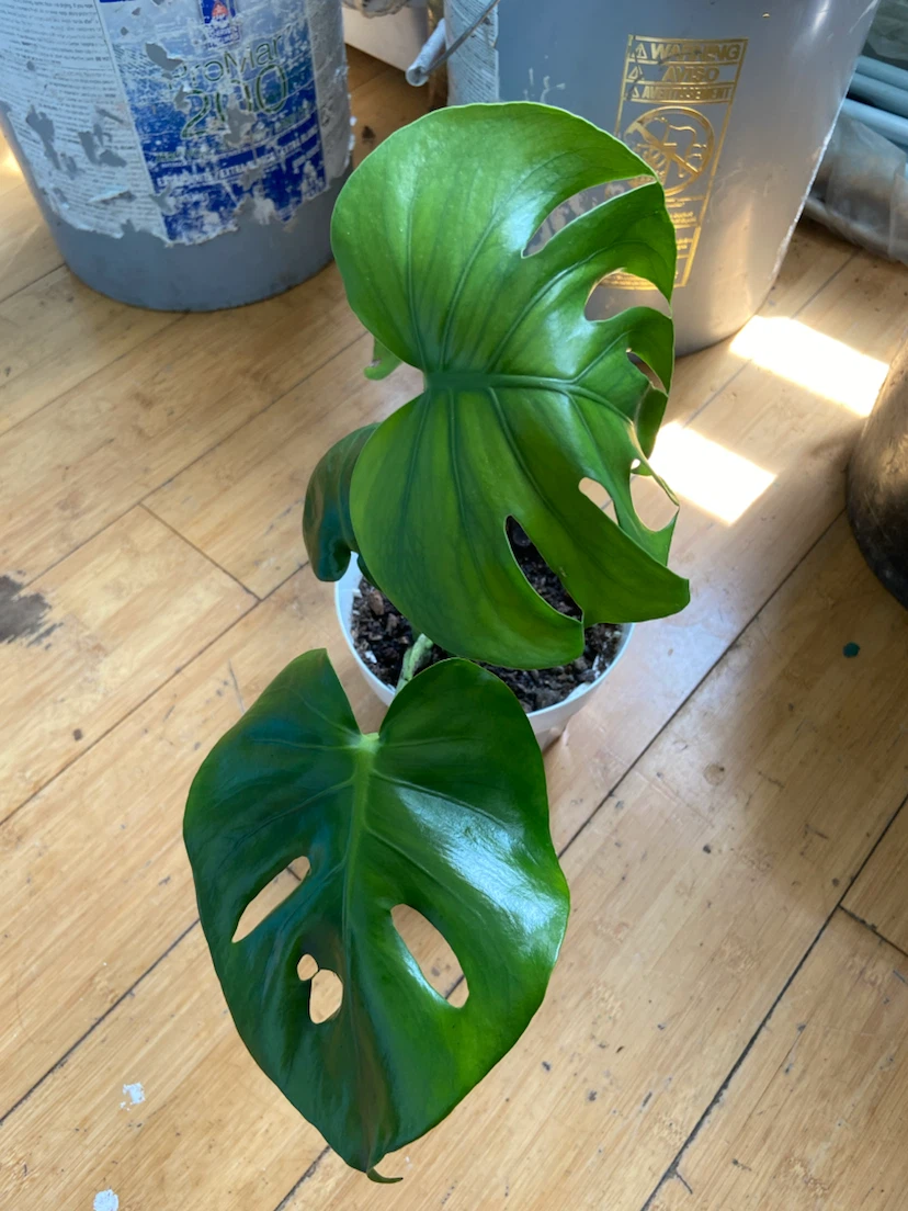 Monstera Deliciosa Plant - photo 3