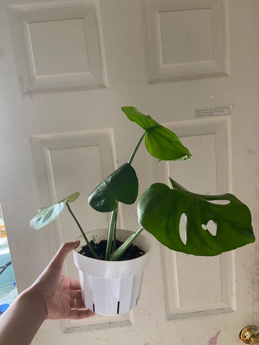 Monstera Deliciosa Plant - photo 4