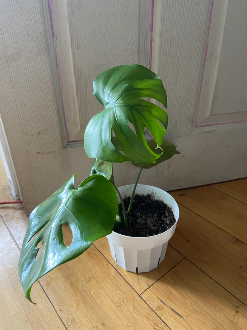 Monstera Deliciosa Plant - photo 5