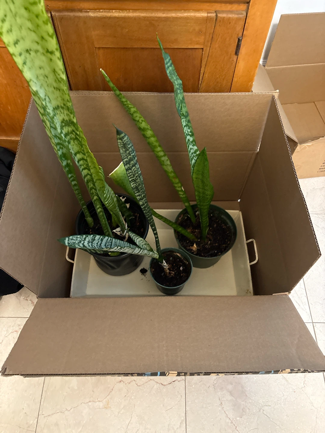 Snake Plant Assortment