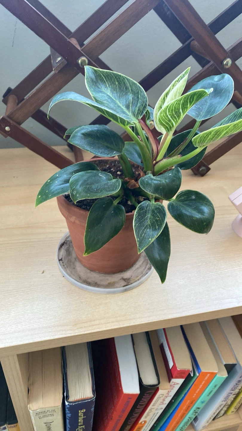 Philodendron Birkin Plant